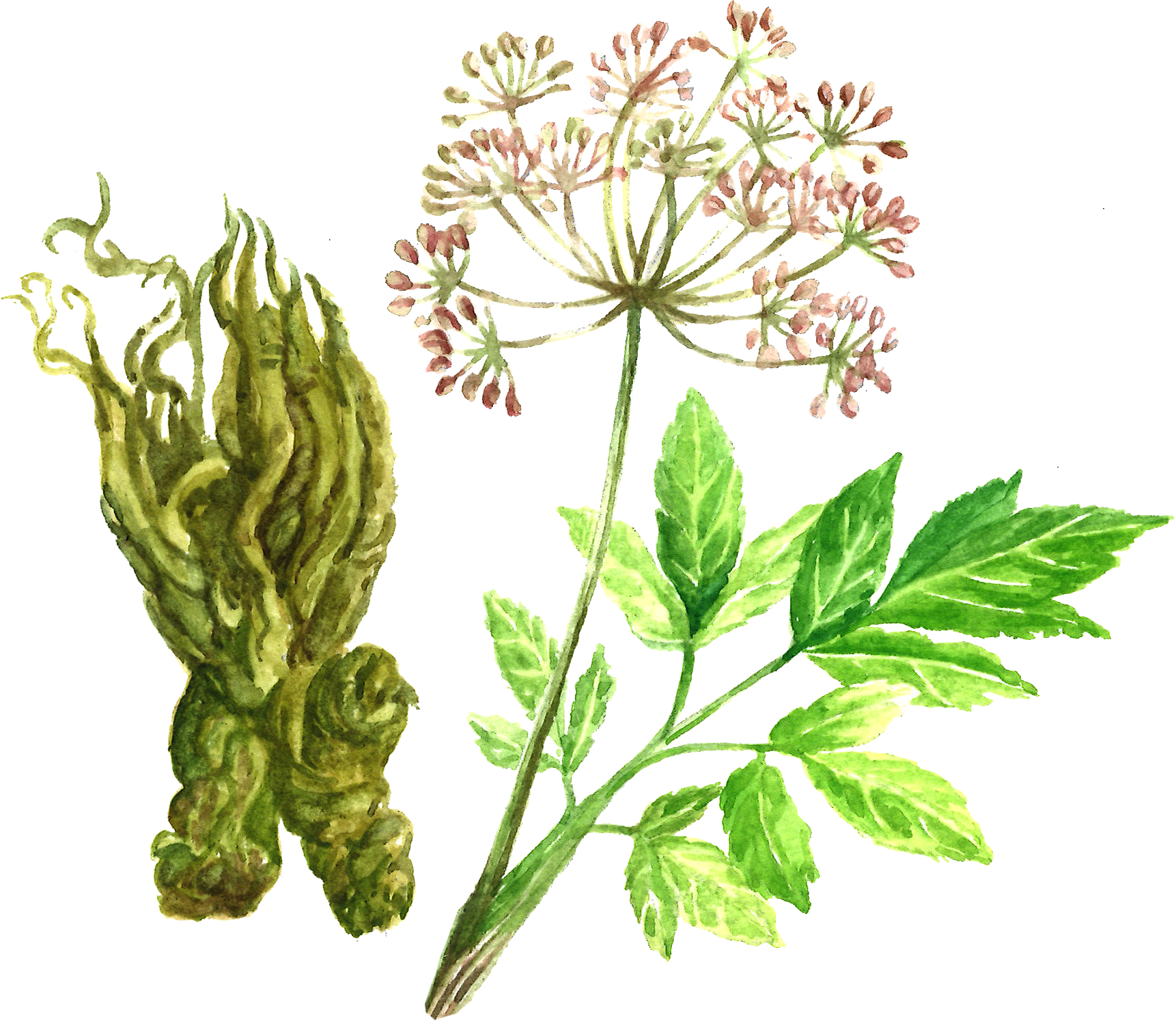 Overview of Angelica